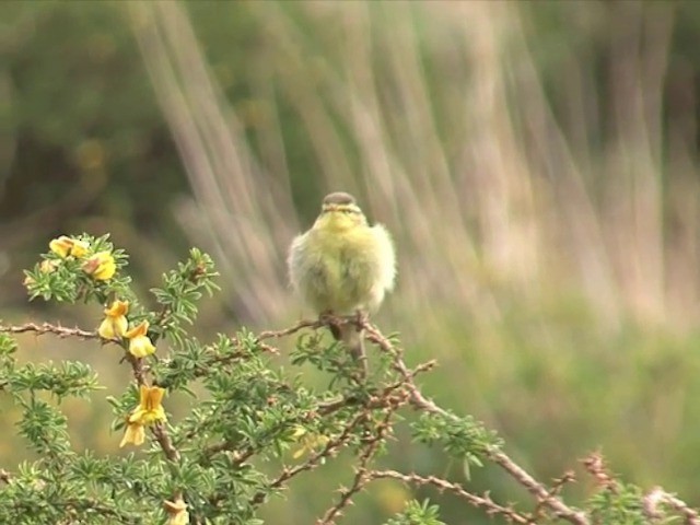 Tickell's Leaf Warbler (Alpine) - ML201541091