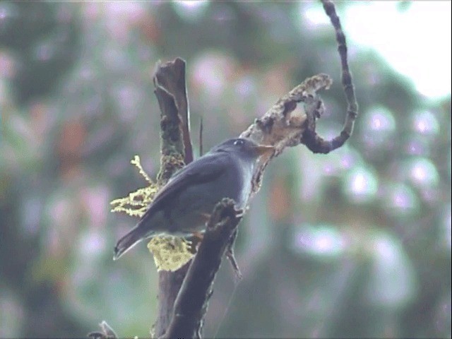 Yellow-footed Flycatcher - ML201541121