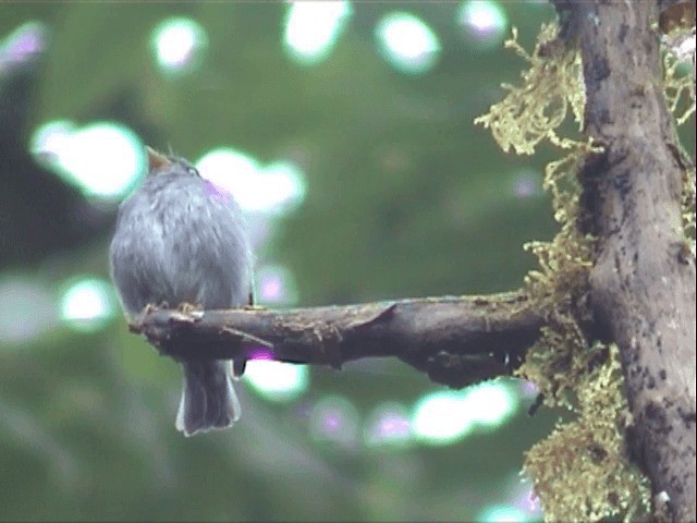 Yellow-footed Flycatcher - ML201541131