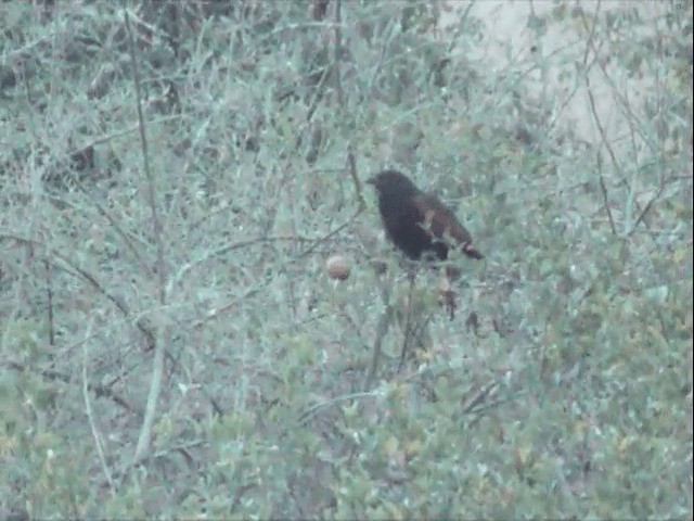 Black Coucal - ML201541141