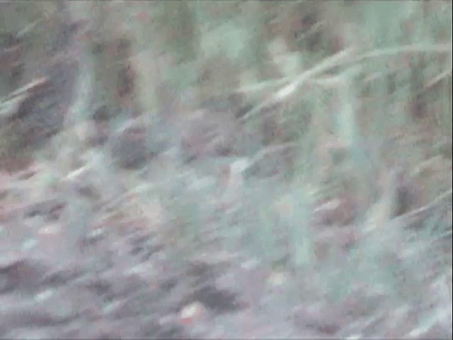 Триперстка чорногуза - ML201541151