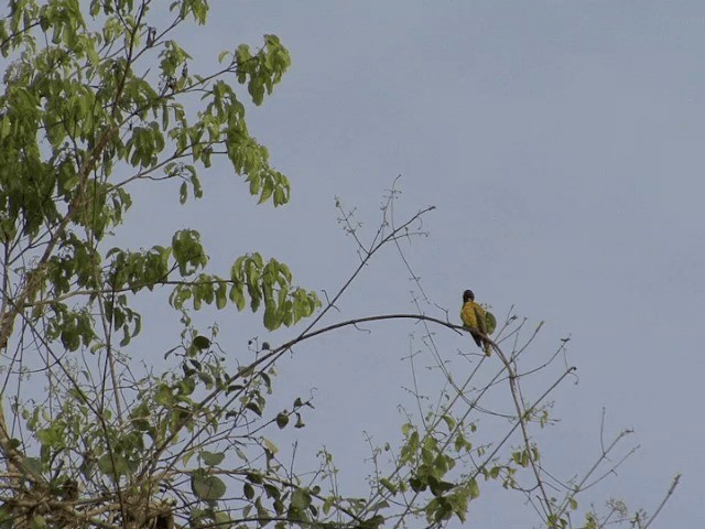 ハグロコウライウグイス - ML201541191