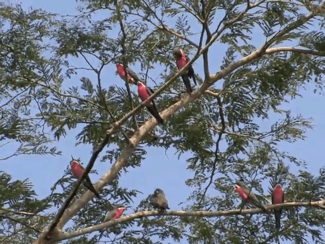 Rosy Bee-eater - ML201541231