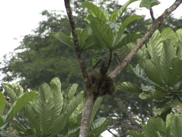 African Forest-Flycatcher (Western) - ML201541271