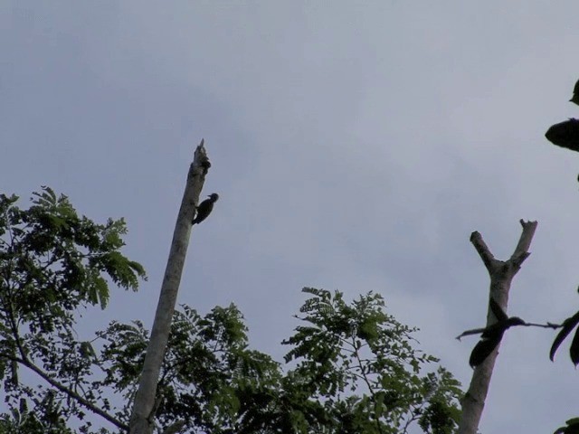 Melancholy Woodpecker - ML201541281