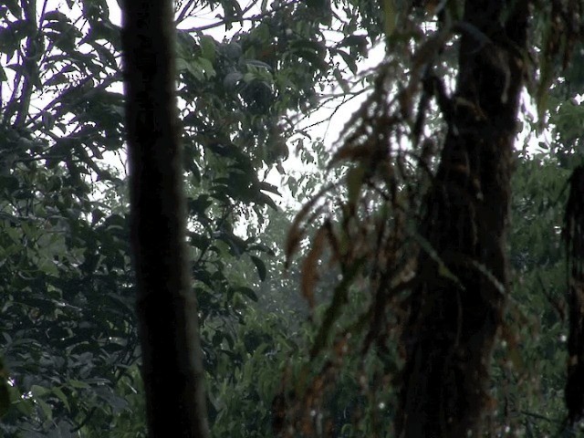 Congo Snake-Eagle - ML201541291