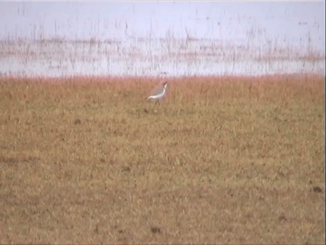 Puna Plover - ML201541361