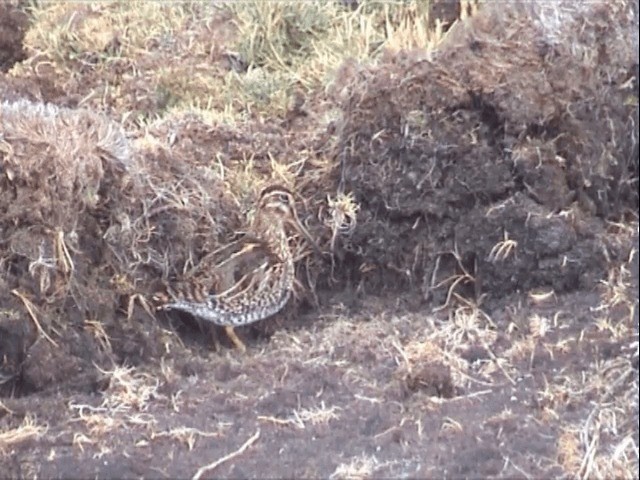 Puna Snipe - ML201541371