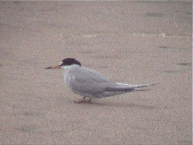 Peruvian Tern - ML201541391