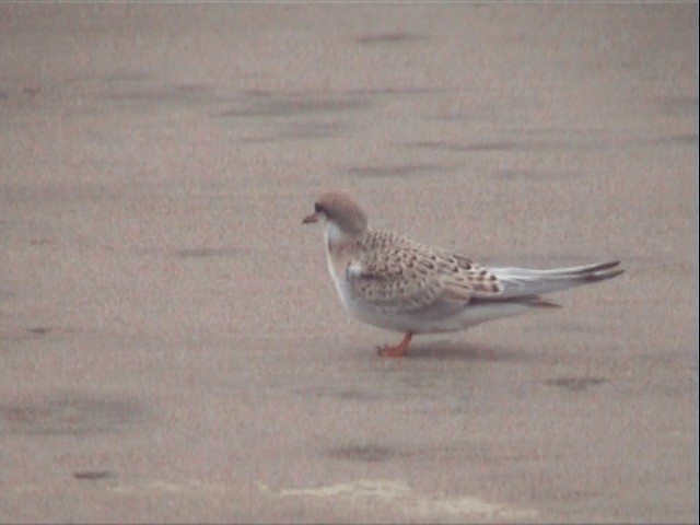 Peruvian Tern - ML201541401