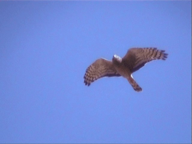 Cinereous Harrier - ML201541491