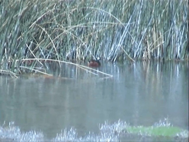 White-tufted Grebe - ML201541501