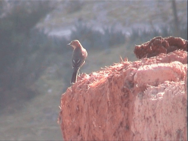 Black-billed Shrike-Tyrant - ML201541521