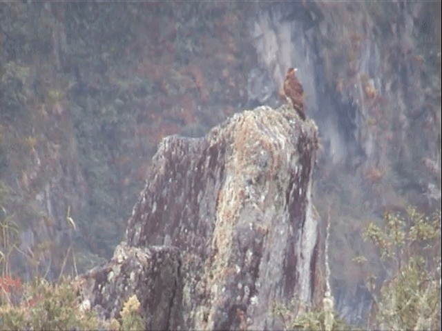 Mountain Caracara - ML201541531