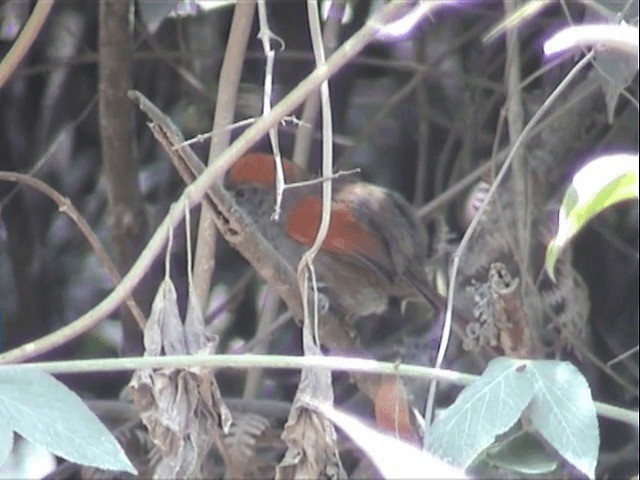 Azara's Spinetail - ML201541571