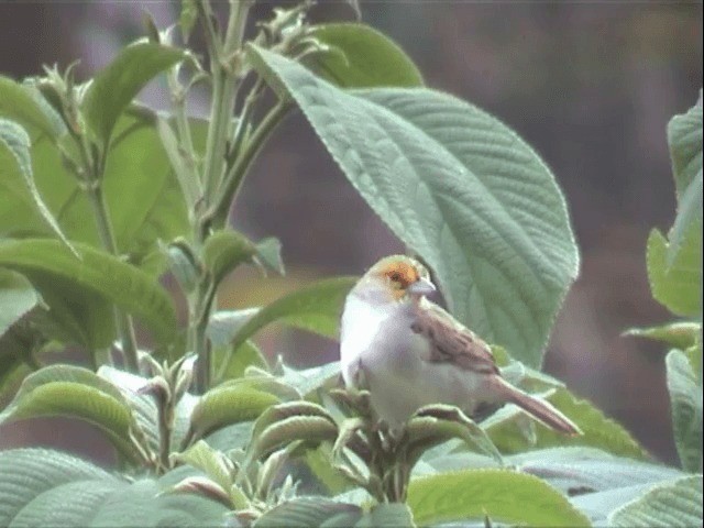 Yellow-browed Sparrow - ML201541601