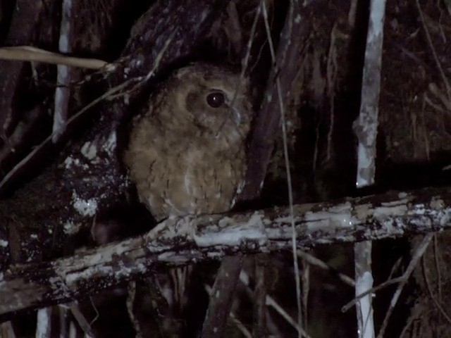 Cinnamon Screech-Owl - ML201541691