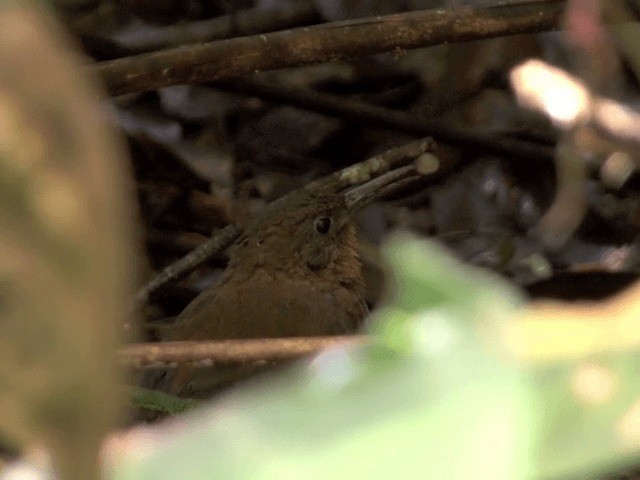 South American Leaftosser (Dusky) - ML201541701