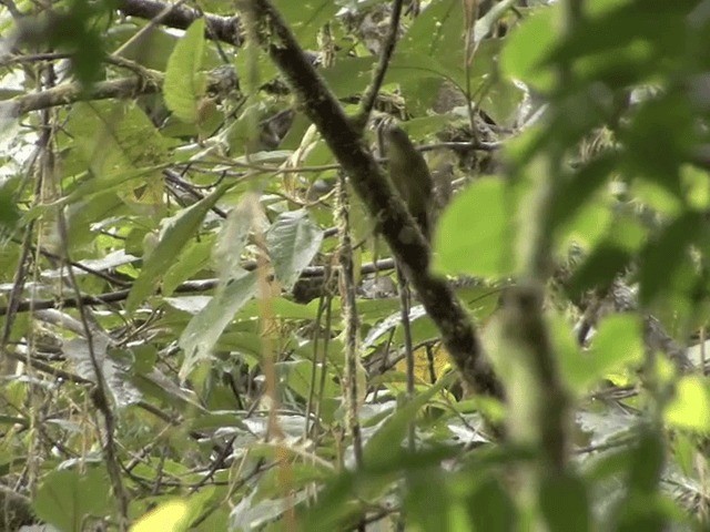 Tricolored Brushfinch (Choco) - ML201541801