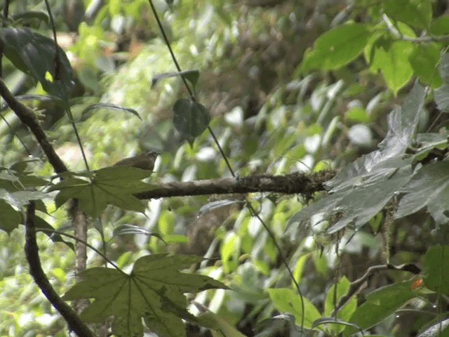 Three-striped Warbler (daedalus) - ML201541811