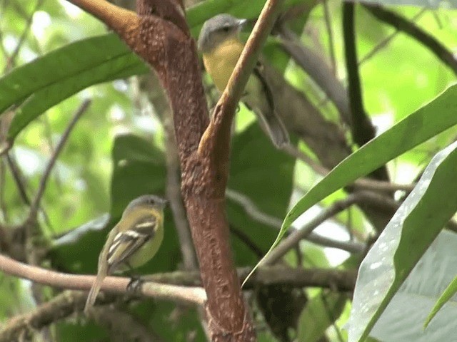 Handsome Flycatcher - ML201541851