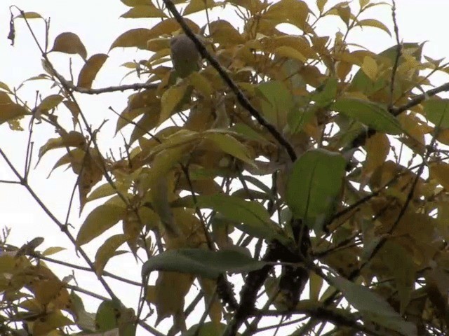 Yellow-collared Chlorophonia - ML201541901