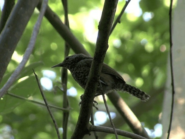 Speckle-breasted Wren (Colombian) - ML201541971