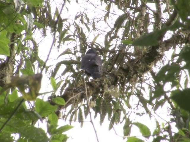 White-rumped Hawk - ML201541981