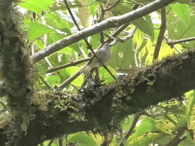 White-tailed Tyrannulet - ML201542011