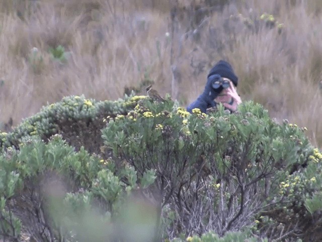 Colibrí Chivito del Nevado del Ruiz - ML201542051