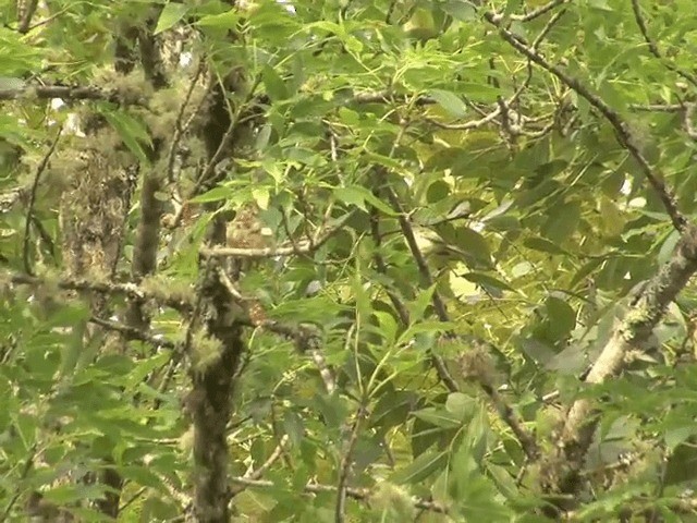 Plumbeous-crowned Tyrannulet - ML201542071