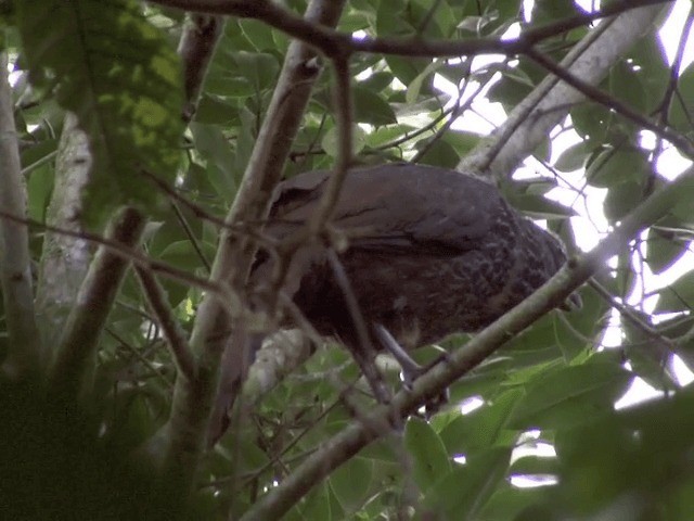 Cauca Guan - ML201542081