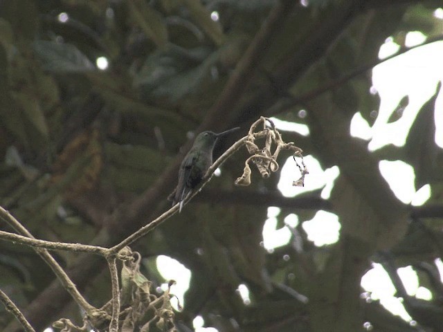 Black-thighed Puffleg - ML201542131