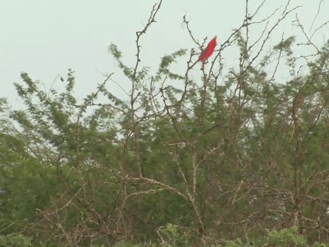 Cardenal de la Guajira - ML201542201