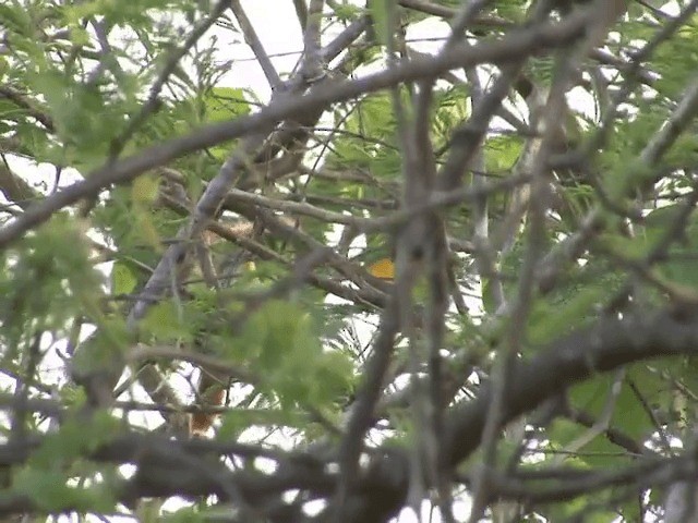 Yellow-chinned Spinetail - ML201542211