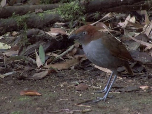 Grallaire à nuque rousse - ML201542231