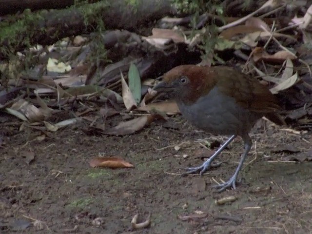 Grallaire à nuque rousse - ML201542251