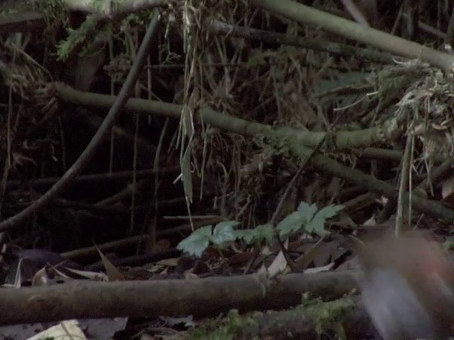 Grallaire à nuque rousse - ML201542271