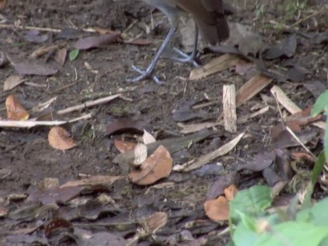 Grallaire à nuque rousse - ML201542281