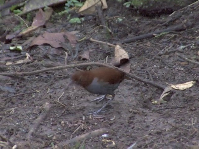 Bicolored Antpitta - ML201542311