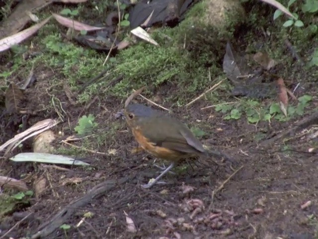 Slate-crowned Antpitta (Slate-crowned) - ML201542321