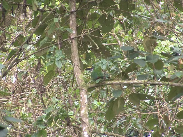 Toucanet à gorge blanche (griseigularis) - ML201542331