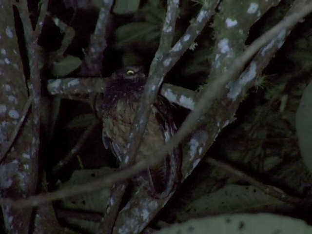 White-throated Screech-Owl - ML201542381