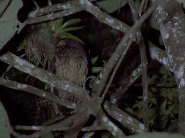 White-throated Screech-Owl - ML201542401