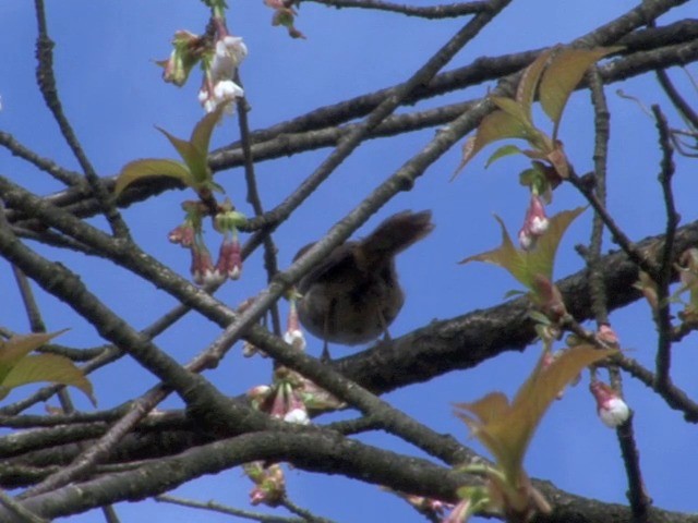 Gray-sided Bush Warbler - ML201542421