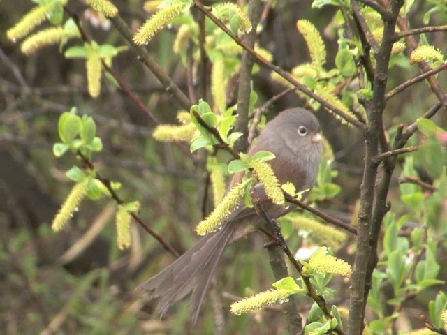 Gray-hooded Parrotbill - ML201542441