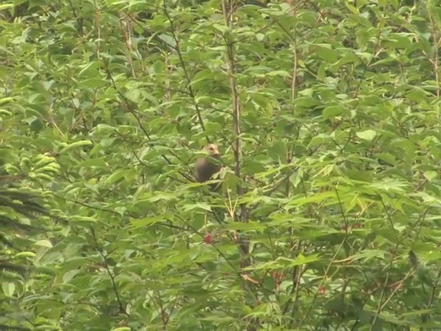 Great Parrotbill - ML201542461