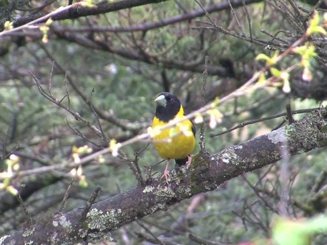 Collared Grosbeak - ML201542471