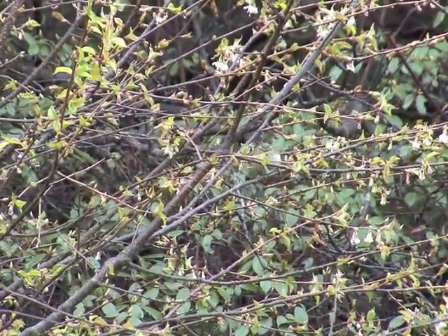 Buff-barred Warbler - ML201542501