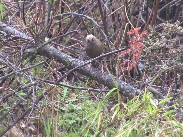 Elliot's Laughingthrush - ML201542511